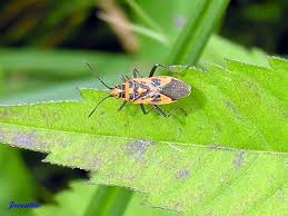 Attēlu rezultāti vaicājumam “Corizus hyoscyami imago”