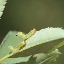 Attēlu rezultāti vaicājumam “Schizotus pectinicornis larva”