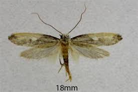 Attēlu rezultāti vaicājumam “Monopis monachella”