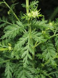 Image result for Artemisia annua
