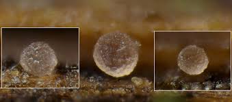 Attēlu rezultāti vaicājumam “Orbilia sp.”