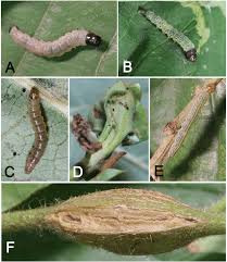 Attēlu rezultāti vaicājumam “Tischeria complanella larva”