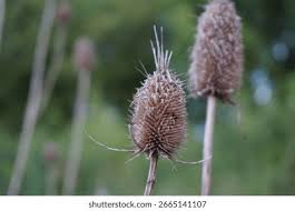 Attēlu rezultāti vaicājumam “Dipsacus fullonum flower”
