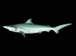 Image result for Carcharhinus limbatus