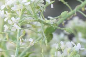 Attēlu rezultāti vaicājumam “Lepidium latifolium flower”