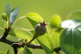 Attēlu rezultāti vaicājumam “Pyrus communis bud”