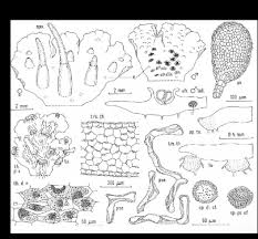 Attēlu rezultāti vaicājumam “Phaeoceros laevis subsp. carolinianus”