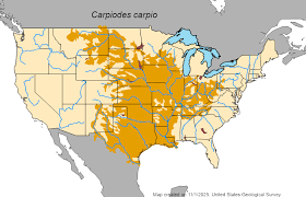 Image result for Carpiodes carpio