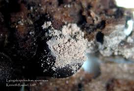 Attēlu rezultāti vaicājumam “Lycogala sp.”