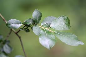 Attēlu rezultāti vaicājumam “Salix myrsinifolia leaf”
