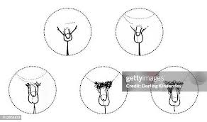 Image result for schamhaar