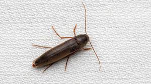 Attēlu rezultāti vaicājumam “Melandryidae”