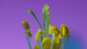 Attēlu rezultāti vaicājumam “Physarum viride var. aurantium stalked”