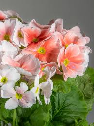 Image result for Primula obconica