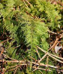 Attēlu rezultāti vaicājumam “Thuidium assimile”