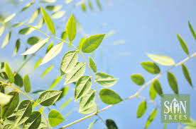 Attēlu rezultāti vaicājumam “Gymnocladus dioicus leaf”