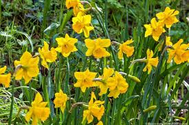 Attēlu rezultāti vaicājumam “Narcissus”