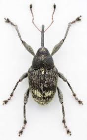 Attēlu rezultāti vaicājumam “Curculio venosus”