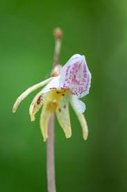 Attēlu rezultāti vaicājumam “Epipogium aphyllum”