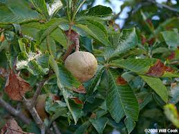 Attēlu rezultāti vaicājumam “Aesculus flava fruit”