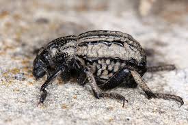 Image result for Brachycerus undatus