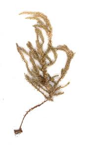 Attēlu rezultāti vaicājumam “Thamnobryum subserratum”