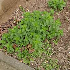 Attēlu rezultāti vaicājumam “Urtica urens”