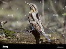 Attēlu rezultāti vaicājumam “Jynx torquilla adult”