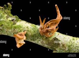 Attēlu rezultāti vaicājumam “Macrotyphula fistulosa var. contorta”