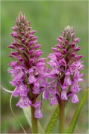 Attēlu rezultāti vaicājumam “Dactylorhiza majalis subsp. baltica bud”