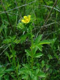 Attēlu rezultāti vaicājumam “Potentilla norvegica flower”