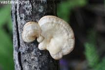 Attēlu rezultāti vaicājumam “Lentinus suavissimus”