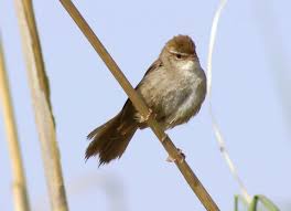 Image result for Cettia cetti