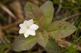 Attēlu rezultāti vaicājumam “Trientalis europaea”