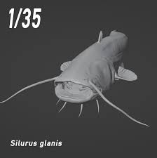 Image result for Silurus glanis