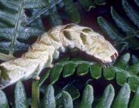 Attēlu rezultāti vaicājumam “Melanchra persicariae larva”