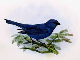 Image result for Passerina cyanea