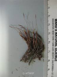 Attēlu rezultāti vaicājumam “Heterotrichia oerstedii (syn. Arcyria oerstedii) stalked”