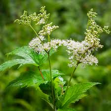 Attēlu rezultāti vaicājumam “Filipendula ulmaria  flower”