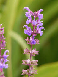 Attēlu rezultāti vaicājumam “Salvia nemorosa leaf”
