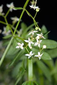 Attēlu rezultāti vaicājumam “Galium album flower”