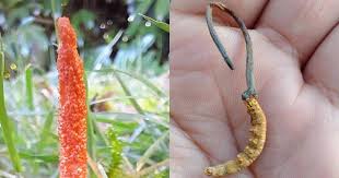Attēlu rezultāti vaicājumam “Cordyceps militaris”