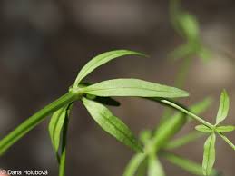 Attēlu rezultāti vaicājumam “Galium palustre fruit”