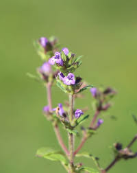 Attēlu rezultāti vaicājumam “Acinos arvensis flower”