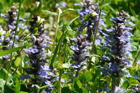 Attēlu rezultāti vaicājumam “Ajuga reptans flower”