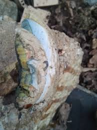 Attēlu rezultāti vaicājumam “Craterium minutum cf. var. brunneum spores”