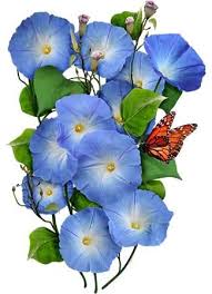 Image result for Ipomoea Heavenly Blue