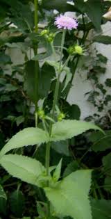 Image result for Knautia dipsacifolia