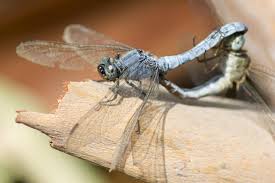 Attēlu rezultāti vaicājumam “Orthetrum brunneum”