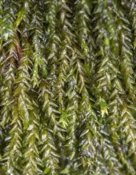 Attēlu rezultāti vaicājumam “Platyhypnidium riparioides”